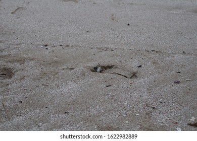 OMAN - Baby Green Turtle On Beach