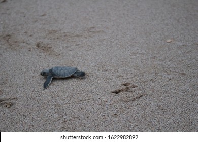 OMAN - Baby Green Turtle On Beach