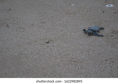 OMAN - Baby Green Turtle On Beach