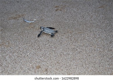 OMAN - Baby Green Turtle On Beach