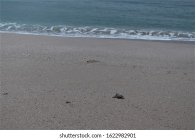 OMAN - Baby Green Turtle On Beach