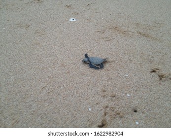 OMAN - Baby Green Turtle On Beach