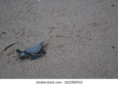 OMAN - Baby Green Turtle On Beach