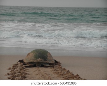 Oman / Ras al Jinz / Turtle reserve in Ras al Jinz, Oman. Unique hatching place, picture showing a huge turtle heading back to the ocean. Taken in June 2015. - Shutterstock ID 580431085