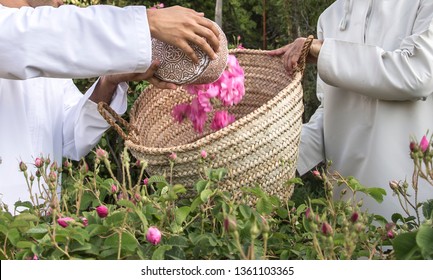 Omani Hat Called Kuma Filled With Rose Petals That Will Be Used For Making Rose Water