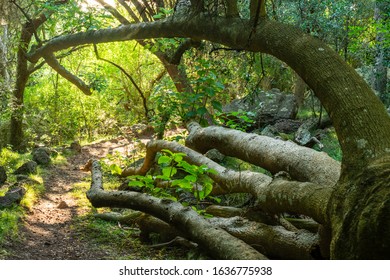 Ombu Forest, In Uruguay At Dawn