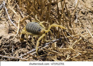 Omdurman Scorpion Makes Its Way Through Dry Grass (Leiurus Quinquestriatus)