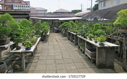Omiya Bonsai Tree nursery in Saitama, the area knows as Bonsai Village. Saitama, Japan - 22nd July 2017