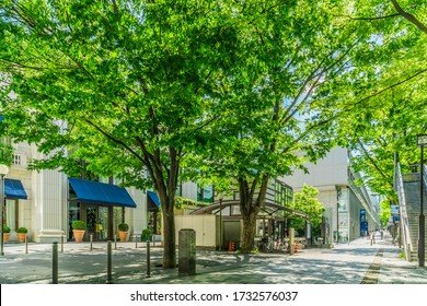 Omotesando, The Most Fashionable Street In Tokyo, Japan