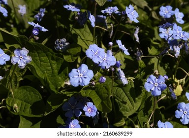 Omphalodes Verna In The Garden