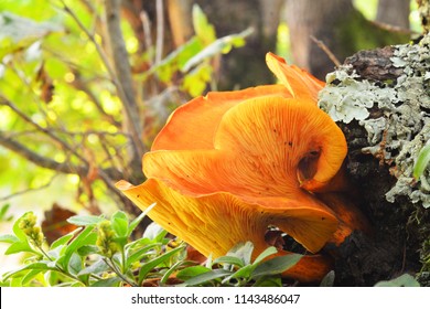 Omphalotus illudens mushroom known as the jack-o`-lantern fungus