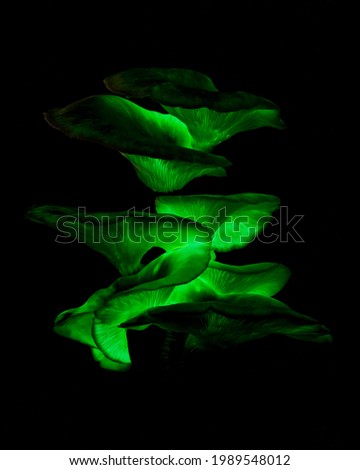 Omphalotus nidiformis (Ghost Fungus) bioluminescent fungus glowing green at night - NSW