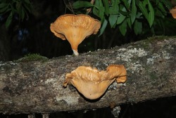 Omphalotus Olearius - Commonly Known As The Jack-o-lantern Mushrooms And Are Poisonous To Humans. Photos Taken At Jubilees Creek In Knysna, South Africa.