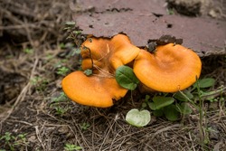 Omphalotus Olearius, Commonly Known As The Jack-o'-lantern Mushroom, Is A Poisonous Orange Gilled Mushroom That To An Untrained Eye Appears Similar To Some Chanterelles. Egg Yolk Color, Oily Surface