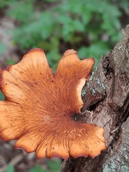 Omphalotus Olearius, Commonly Known As The Jack-o'-lantern Mushroom, Is A Poisonous Orange Gilled Mushroom