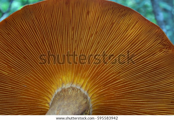 Omphalotus Olearius Orange Jack O Lantern Stock Photo Edit Now