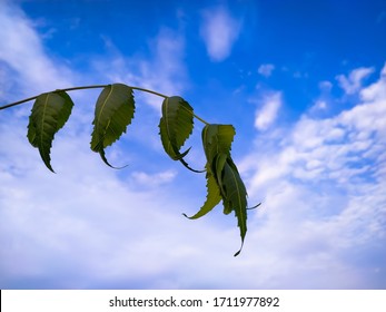 on background of blue sky and small white clouds,  Neem leaves.in Rajasthan India