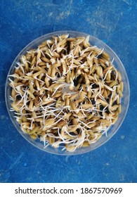 Closeup​ Rice​ Seed​ Gemination​ On The​ Blue​ Background. Top View​ Of​ Rice​ Seedling. 