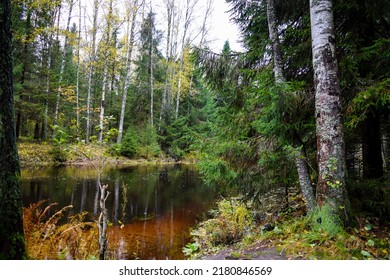 On the bank of a forest river in autumn. River in autumn forest. Autumn forest river. River water in autumn forest
