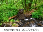 On the bank of a forest stream. Cold creek in forest. Forest stream of creek water. Forest creek water stream