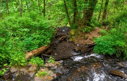 On The Bank Of A Forest Stream. Cold Creek In Forest. Forest Stream Of Creek Water. Forest Creek Water Stream