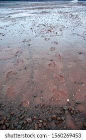 On A Beach, Muddy Boot Prints Have Walked Across The Ocean Floor At Low Tide 