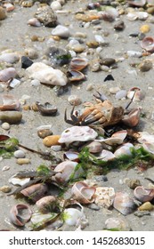 On the beach shells, algae and pebbles stranded