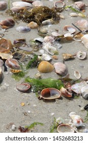 On the beach shells, algae and pebbles stranded