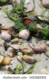 On the beach shells, algae and pebbles stranded