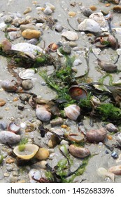 On the beach shells, algae and pebbles stranded