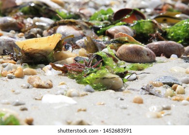 On the beach shells, algae and pebbles stranded