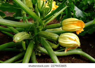 On the bed between the leaves on the bush grows a fresh green squash. Organic vegetables on an organic farm. The concept of agriculture, cultivation and care of plants.Food for vegetarians