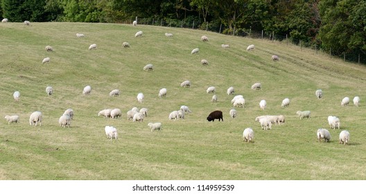 On black sheep in a field of white sheep concept of standing out in a crowd