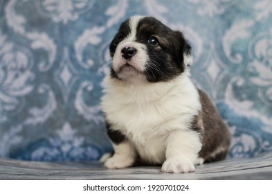 コーギー 子犬 の写真素材 画像 写真 Shutterstock