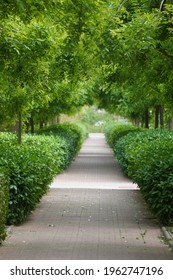 On Both Sides Of The Road Are Green Trees