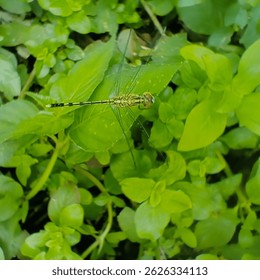 On a bright morning I was walking towards the supermarket then I saw an insect which was a dragonfly perched on a branch of a plant then I took a photo of the dragonfly by macro method using a cellpho