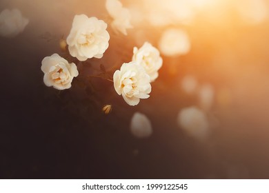 On a bush with dark leaves, delicate fragrant white rose flowers bloom, illuminated by the rays of the setting sun in the evening. Love and romance in the garden.