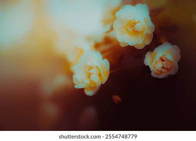 On a bush with dark leaves, delicate and fragrant white rose blooms are illuminated by the setting sun's rays in the evening, creating a romantic atmosphere in the garden.