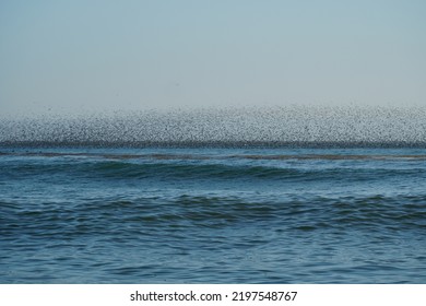 On the California Coast sea birds flock over the Pacific Ocean during a feeding frenzy. - Shutterstock ID 2197548767