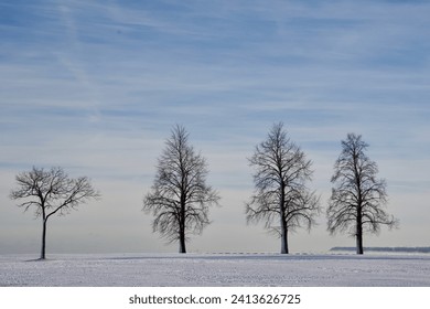 on a cold winter day, on the snow covered lakefront shore, four trees with bare branches stand against the blue sky with light clouds - Powered by Shutterstock