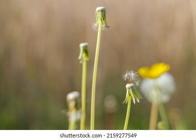 On A Dandelion Are Still Few Seeds Available