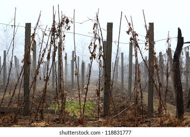 On a desolate field in spring, only the rows of the vintage, some as early as green vegetables.