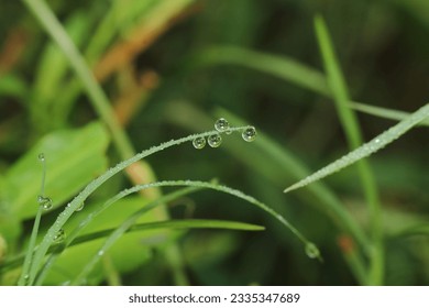 on the dew drops in a grass leaf.