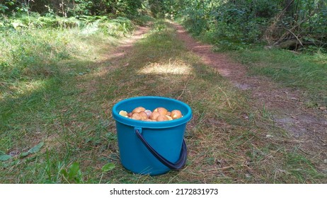 On a dirt road going through the forest and overgrown with grass, there is a plastic bucket with oilcans mushrooms. The mushroom picker collected these mushrooms in the same forest