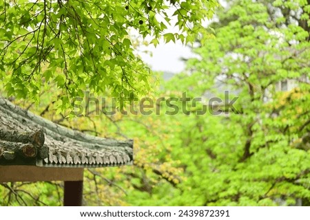 On the eaves of the pavilion, the fresh green of early spring welcomes visitors. The golden-green hue is poetic and brings forth beauty.