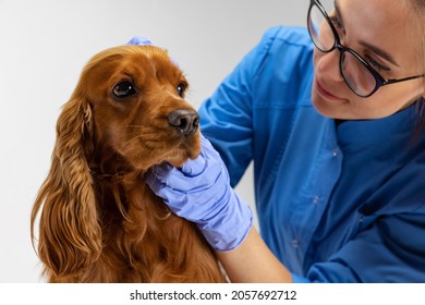 On Exam By A Vet Doctor. Close- Up Brown Spaniel Dog With Drooping Ears And Female Veterinary Isolated On White Studio Background. Modern Medicine, Pet Care, Healthy Lifestyle, Job, Work Concept.