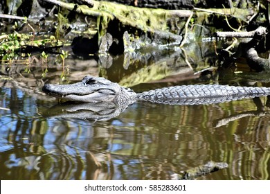 On an exceptionally warm winter day, an American alligator basks in the sun to warm his body on the banks of the bayou of Jean Lafitte National Historical Park and Preserve in Louisiana.