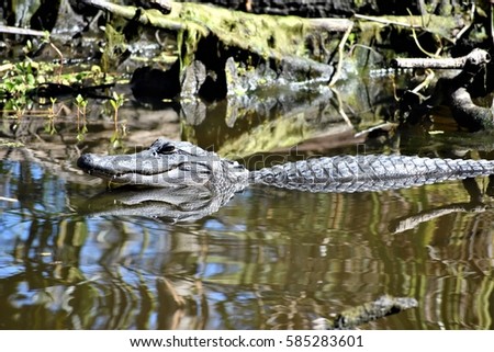 Similar – Image, Stock Photo American alligator basking in Miami, Florida