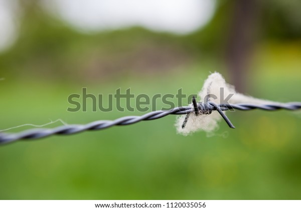 on the\
fence with barbed wire wool of sheep\
hangs