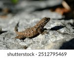 On the Fence: an Eastern fence lizard